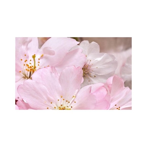 Декоративный массив Belleza Букет 07-00-5-09-01-41-663 розовый СК000010772 Декоративный массив Belleza Букет 07-00-5-09-01-41-663 розовый СК000010772